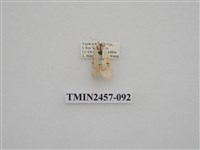 藏品(二斑叉紋苔蛾)的圖片